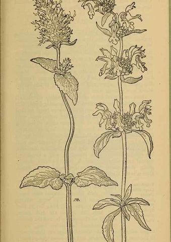 Reproducción/Reproduction 32977832488: Field book of western wild flowers /. New York :Putnam,1915.. 