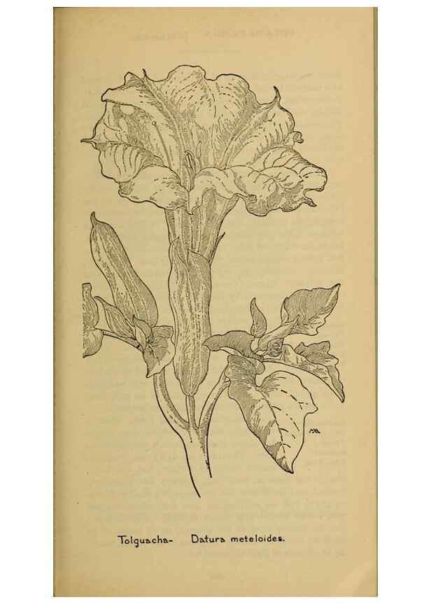 Reproducción/Reproduction 39888298183: Field book of western wild flowers /. New York :Putnam,1915.. 