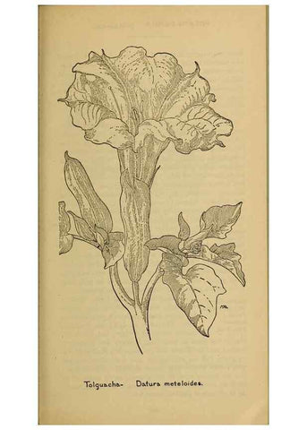 Reproducción/Reproduction 39888298183: Field book of western wild flowers /. New York :Putnam,1915.. 