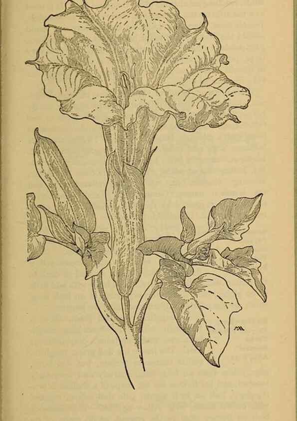Reproducción/Reproduction 39888298183: Field book of western wild flowers /. New York :Putnam,1915.. 