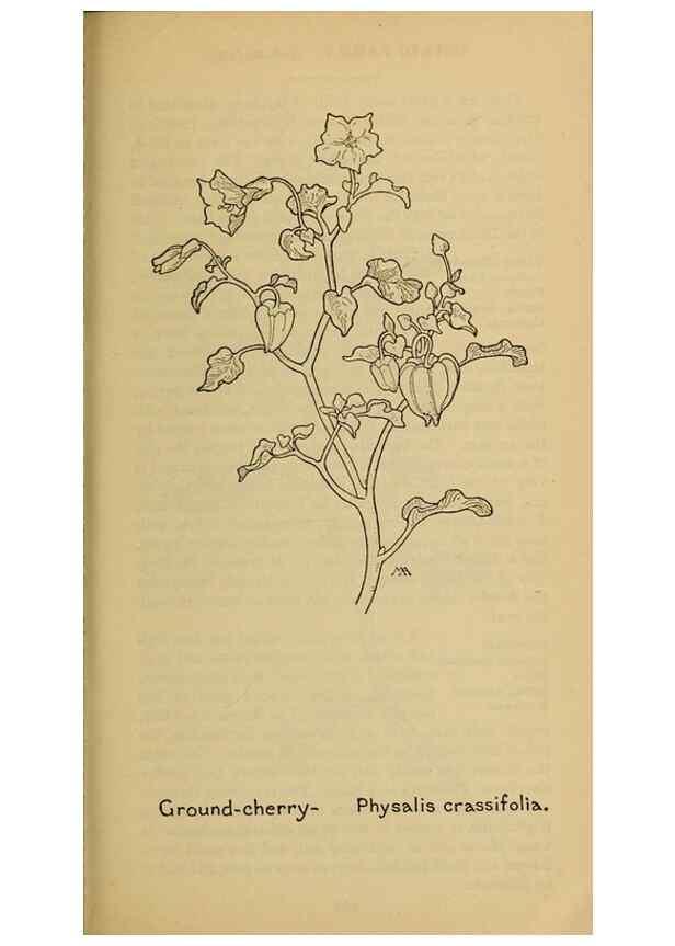Reproducción/Reproduction 45938578185: Field book of western wild flowers /. New York :Putnam,1915.. 