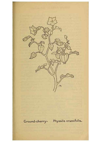 Reproducción/Reproduction 45938578185: Field book of western wild flowers /. New York :Putnam,1915.. 