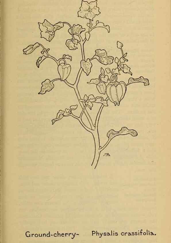 Reproducción/Reproduction 45938578185: Field book of western wild flowers /. New York :Putnam,1915.. 