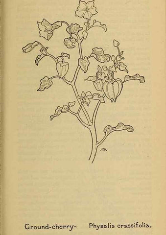 Reproducción/Reproduction 45938578185: Field book of western wild flowers /. New York :Putnam,1915.. 