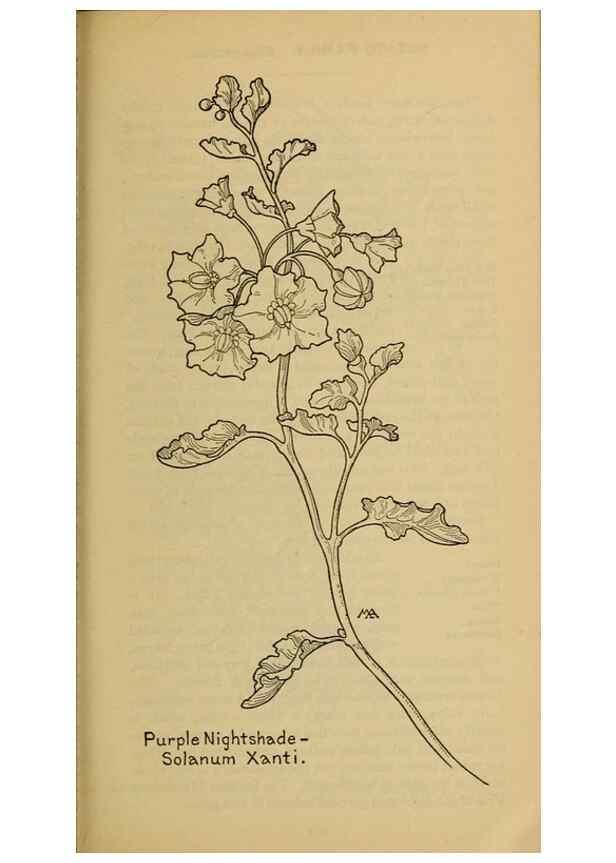 Reproducción/Reproduction 39888300283: Field book of western wild flowers /. New York :Putnam,1915.. 