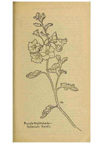 Reproducción/Reproduction 39888300283: Field book of western wild flowers /. New York :Putnam,1915.. 