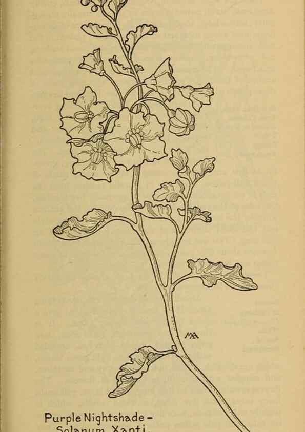 Reproducción/Reproduction 39888300283: Field book of western wild flowers /. New York :Putnam,1915.. 