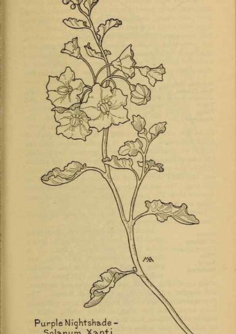 Reproducción/Reproduction 39888300283: Field book of western wild flowers /. New York :Putnam,1915.. 