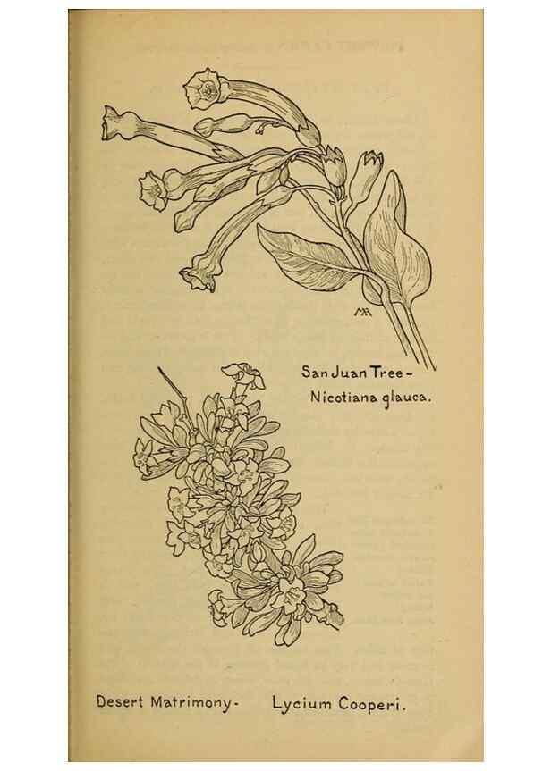 Reproducción/Reproduction 39888301953: Field book of western wild flowers /. New York :Putnam,1915.. 