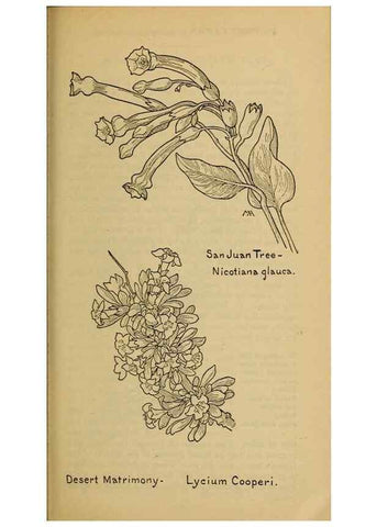 Reproducción/Reproduction 39888301953: Field book of western wild flowers /. New York :Putnam,1915.. 