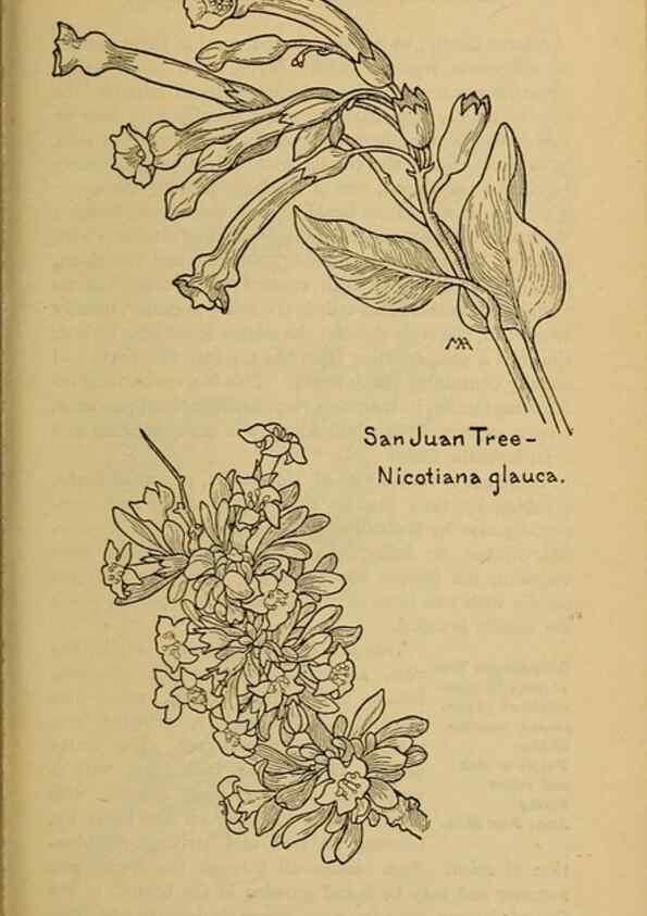 Reproducción/Reproduction 39888301953: Field book of western wild flowers /. New York :Putnam,1915.. 