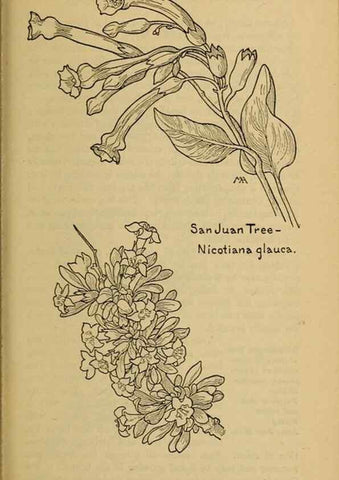 Reproducción/Reproduction 39888301953: Field book of western wild flowers /. New York :Putnam,1915.. 
