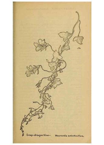 Reproducción/Reproduction 39888303243: Field book of western wild flowers /. New York :Putnam,1915.. 