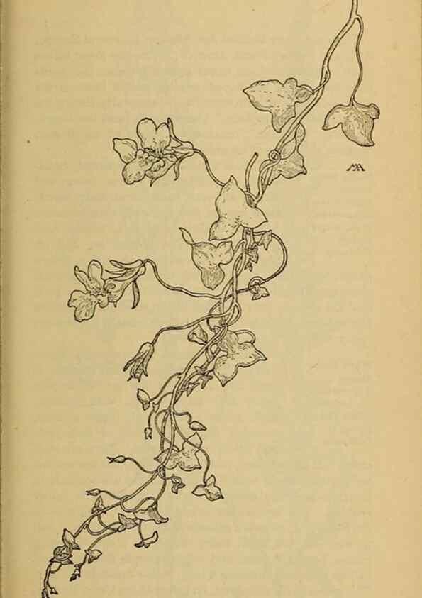 Reproducción/Reproduction 39888303243: Field book of western wild flowers /. New York :Putnam,1915.. 