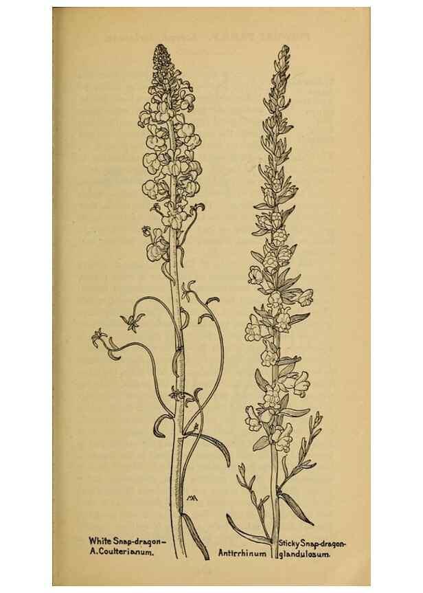 Reproducción/Reproduction 39888304803: Field book of western wild flowers /. New York :Putnam,1915.. 