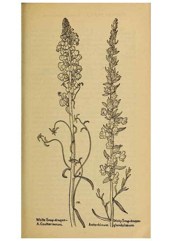 Reproducción/Reproduction 39888304803: Field book of western wild flowers /. New York :Putnam,1915.. 