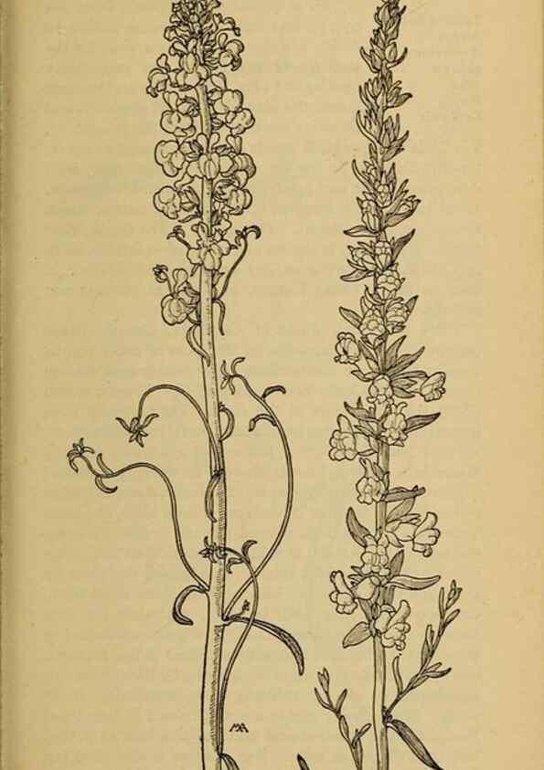 Reproducción/Reproduction 39888304803: Field book of western wild flowers /. New York :Putnam,1915.. 