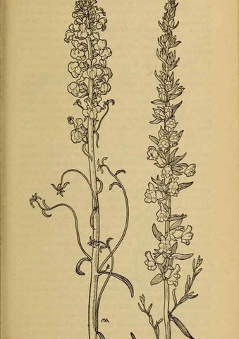 Reproducción/Reproduction 39888304803: Field book of western wild flowers /. New York :Putnam,1915.. 