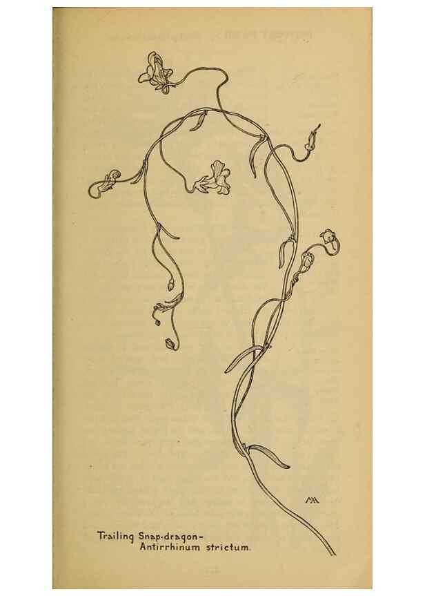 Reproducción/Reproduction 32977838778: Field book of western wild flowers /. New York :Putnam,1915.. 
