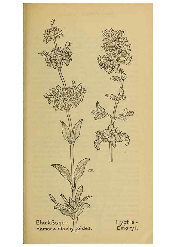 Reproducción/Reproduction 39888272203: Field book of western wild flowers /. New York :Putnam,1915.. 