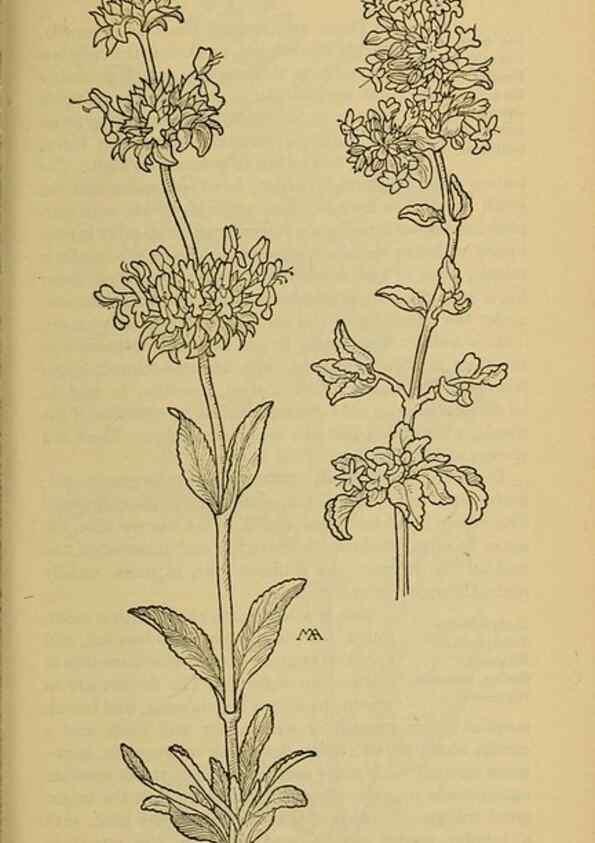Reproducción/Reproduction 39888272203: Field book of western wild flowers /. New York :Putnam,1915.. 