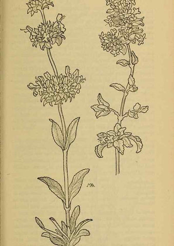 Reproducción/Reproduction 39888272203: Field book of western wild flowers /. New York :Putnam,1915.. 