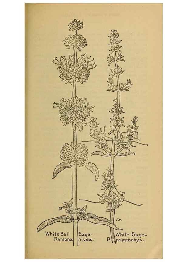 Reproducción/Reproduction 46128092714: Field book of western wild flowers /. New York :Putnam,1915.. 