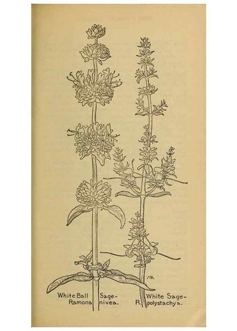 Reproducción/Reproduction 46128092714: Field book of western wild flowers /. New York :Putnam,1915.. 