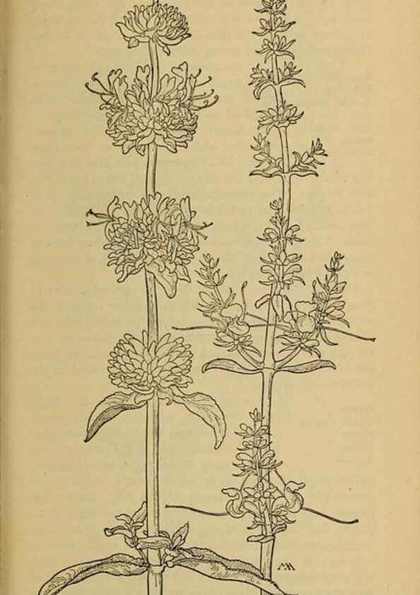 Reproducción/Reproduction 46128092714: Field book of western wild flowers /. New York :Putnam,1915.. 