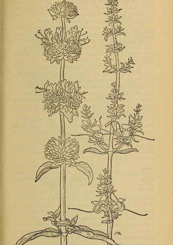 Reproducción/Reproduction 46128092714: Field book of western wild flowers /. New York :Putnam,1915.. 