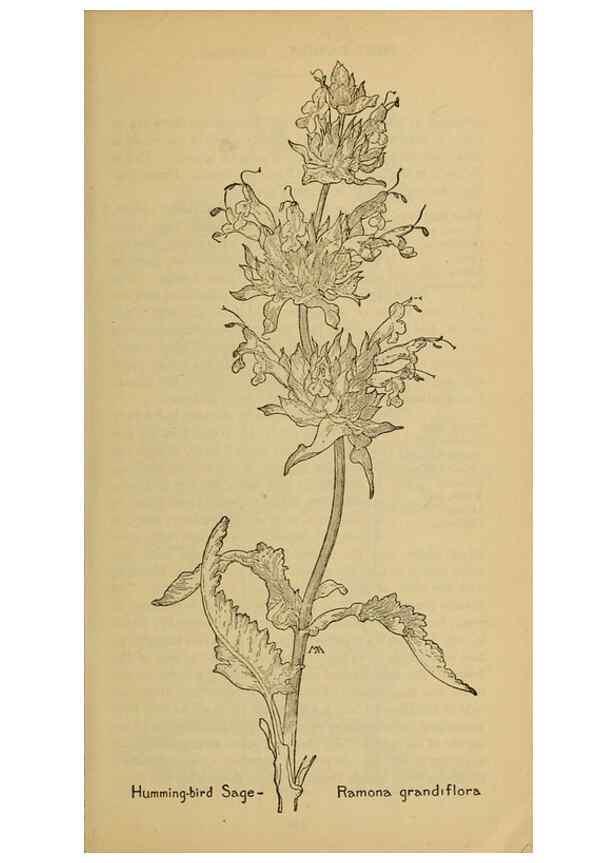 Reproducción/Reproduction 46801084282: Field book of western wild flowers /. New York :Putnam,1915.. 