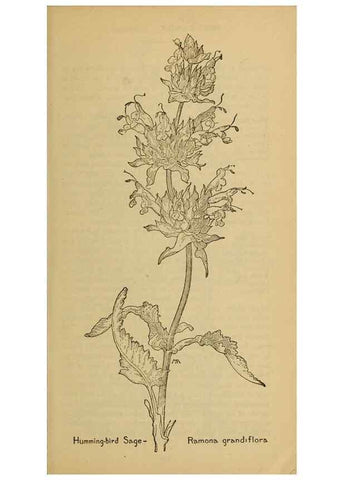 Reproducción/Reproduction 46801084282: Field book of western wild flowers /. New York :Putnam,1915.. 