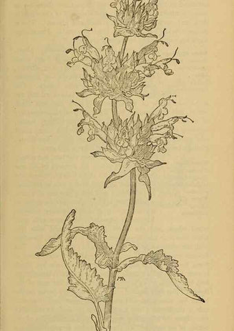 Reproducción/Reproduction 46801084282: Field book of western wild flowers /. New York :Putnam,1915.. 