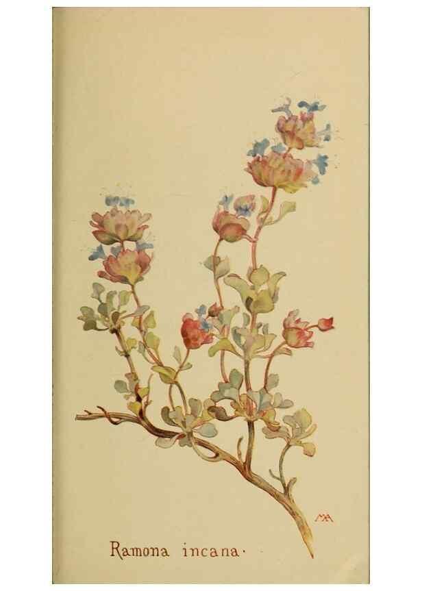 Reproducción/Reproduction 45938552755: Field book of western wild flowers /. New York :Putnam,1915.. 