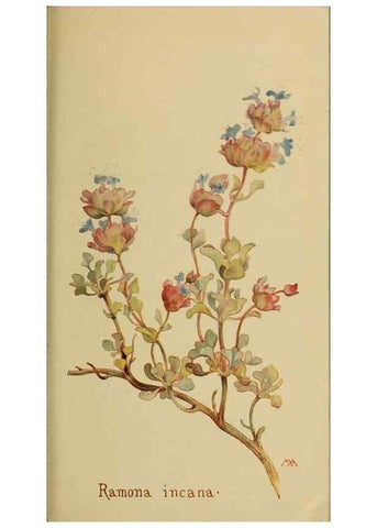 Reproducción/Reproduction 45938552755: Field book of western wild flowers /. New York :Putnam,1915.. 