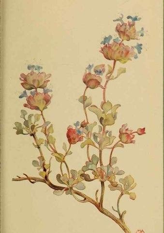 Reproducción/Reproduction 45938552755: Field book of western wild flowers /. New York :Putnam,1915.. 