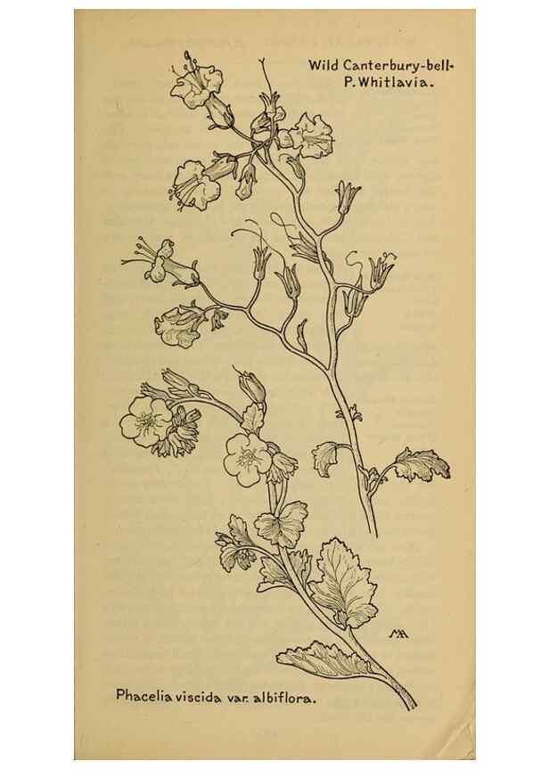 Reproducción/Reproduction 46801072432: Field book of western wild flowers /. New York :Putnam,1915.. 