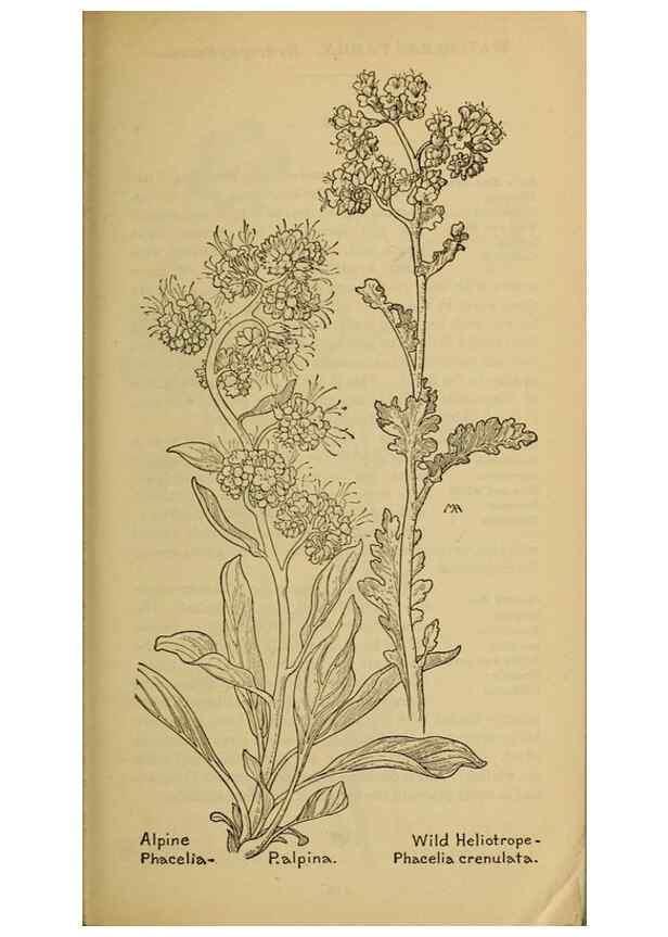 Reproducción/Reproduction 39888259063: Field book of western wild flowers /. New York :Putnam,1915.. 