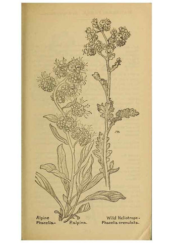 Reproducción/Reproduction 39888259063: Field book of western wild flowers /. New York :Putnam,1915.. 