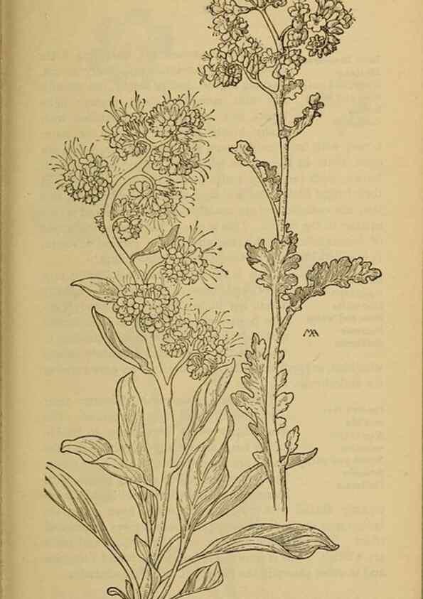Reproducción/Reproduction 39888259063: Field book of western wild flowers /. New York :Putnam,1915.. 