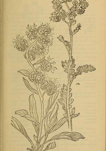 Reproducción/Reproduction 39888259063: Field book of western wild flowers /. New York :Putnam,1915.. 