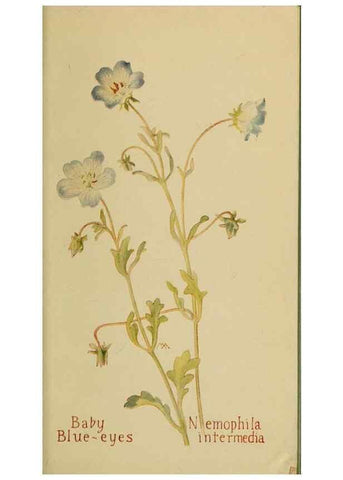 Reproducción/Reproduction 45938546335: Field book of western wild flowers /. New York :Putnam,1915.. 