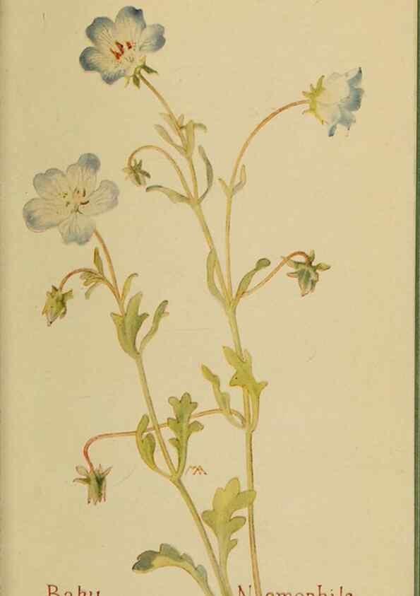 Reproducción/Reproduction 45938546335: Field book of western wild flowers /. New York :Putnam,1915.. 