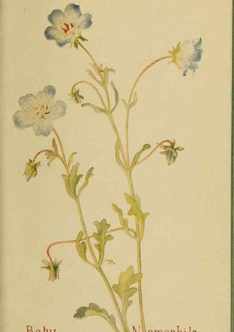Reproducción/Reproduction 45938546335: Field book of western wild flowers /. New York :Putnam,1915.. 