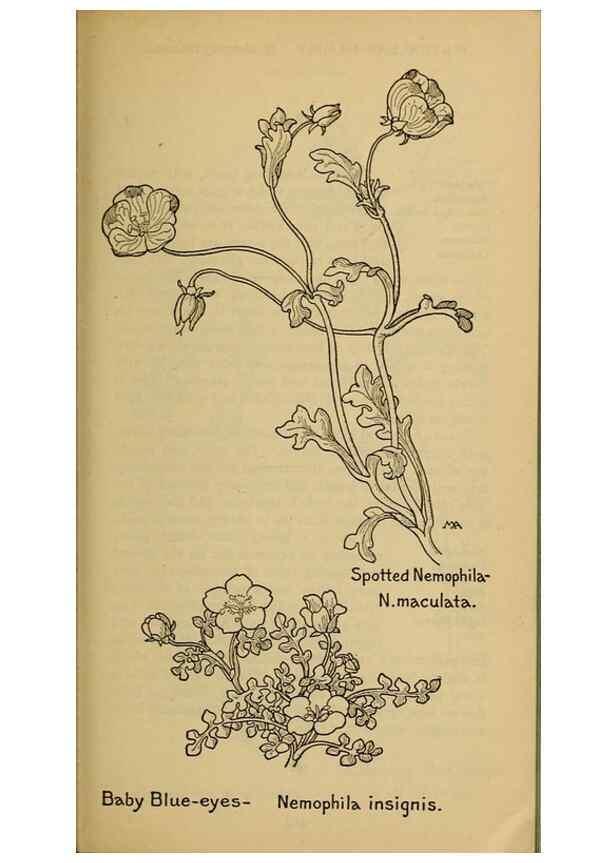 Reproducción/Reproduction 39888260653: Field book of western wild flowers /. New York :Putnam,1915.. 