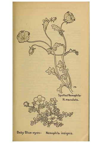 Reproducción/Reproduction 39888260653: Field book of western wild flowers /. New York :Putnam,1915.. 