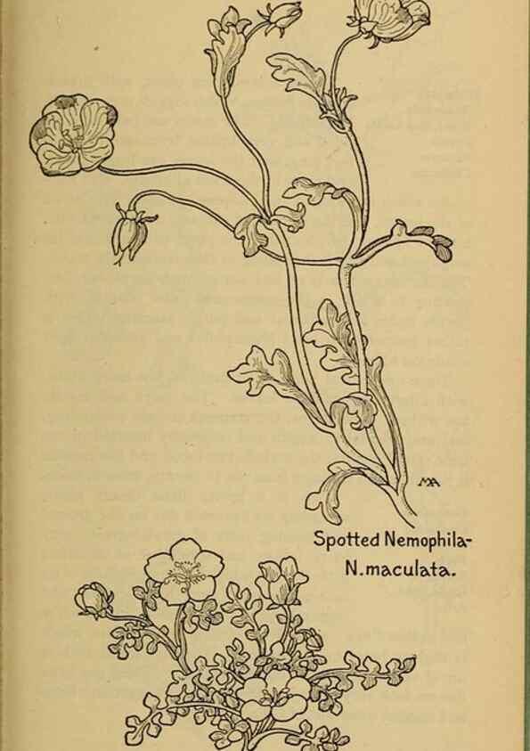 Reproducción/Reproduction 39888260653: Field book of western wild flowers /. New York :Putnam,1915.. 