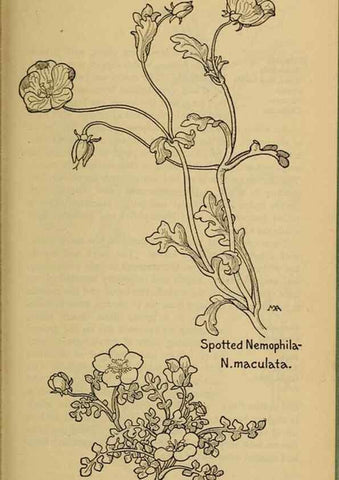 Reproducción/Reproduction 39888260653: Field book of western wild flowers /. New York :Putnam,1915.. 
