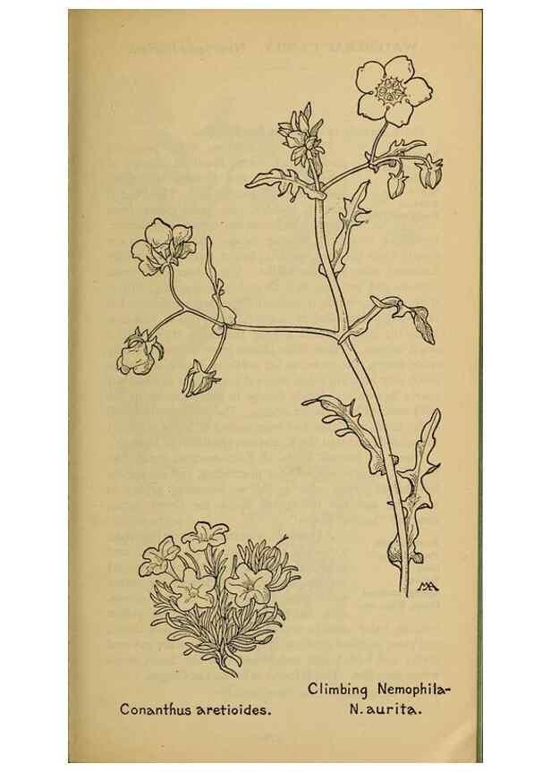 Reproducción/Reproduction 31911829917: Field book of western wild flowers /. New York :Putnam,1915.. 
