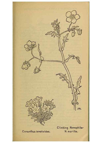 Reproducción/Reproduction 31911829917: Field book of western wild flowers /. New York :Putnam,1915.. 